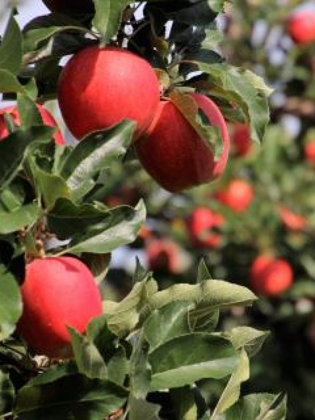 বাজার থেকে কিনে নয়, নিজের বাগানের ফল খান, রইল ৭টি সহজ গাছের হদিশ