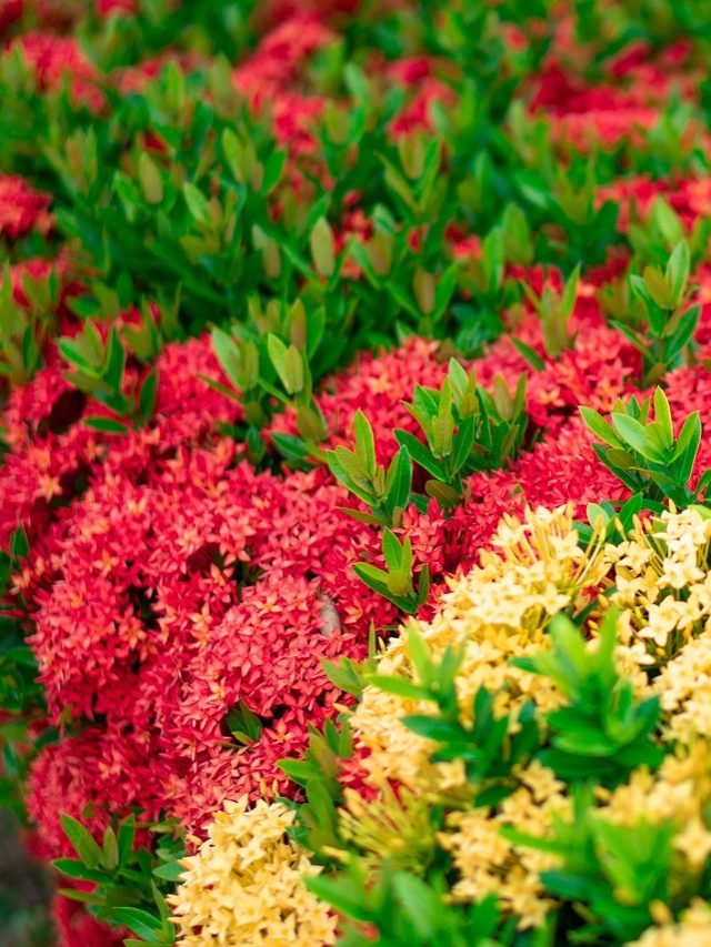 কম যত্নেই প্রচুর ফুল চাই? বসান এই ৫ গাছ