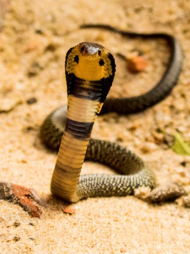 সাপের মাসি হল এই প্রাণীটি, নামটা বলতে পারবেন?