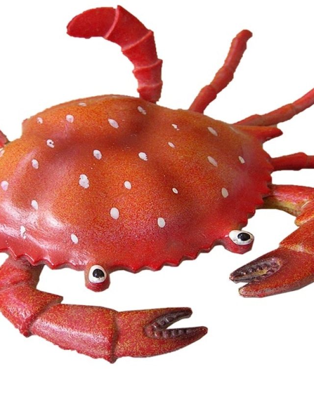 বাড়িতে কাঁকড়া পরিষ্কারের সহজ কৌশল, এভাবে হাতে কামড় খাবেন না