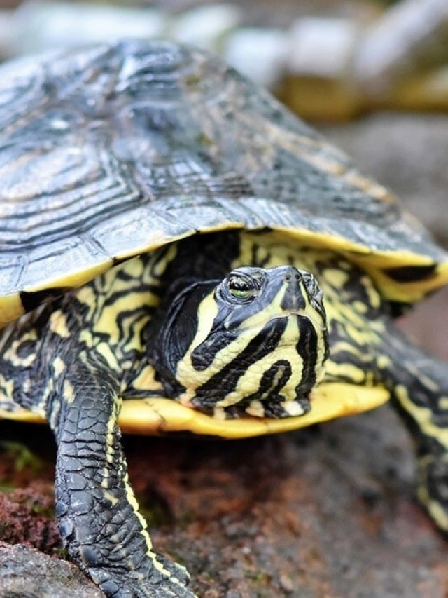 সুখবরের বার্তা আনে এসব প্রাণী! বাড়িতে আসা মানেই শুভ