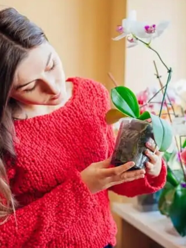 সন্তানের পড়ায় মন বসে না? পড়ার টেবিলে এই ৫ গাছ রাখলেই কামাল