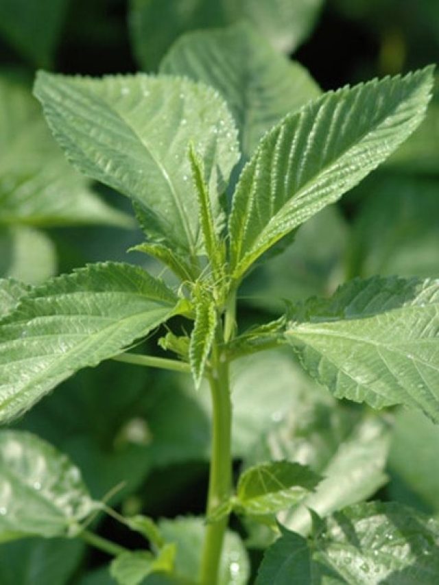 বুড়ো বয়সেও কাঁপাবে যৌবন, গ্রাম-বাংলার এই শাক খান নিয়ম করে