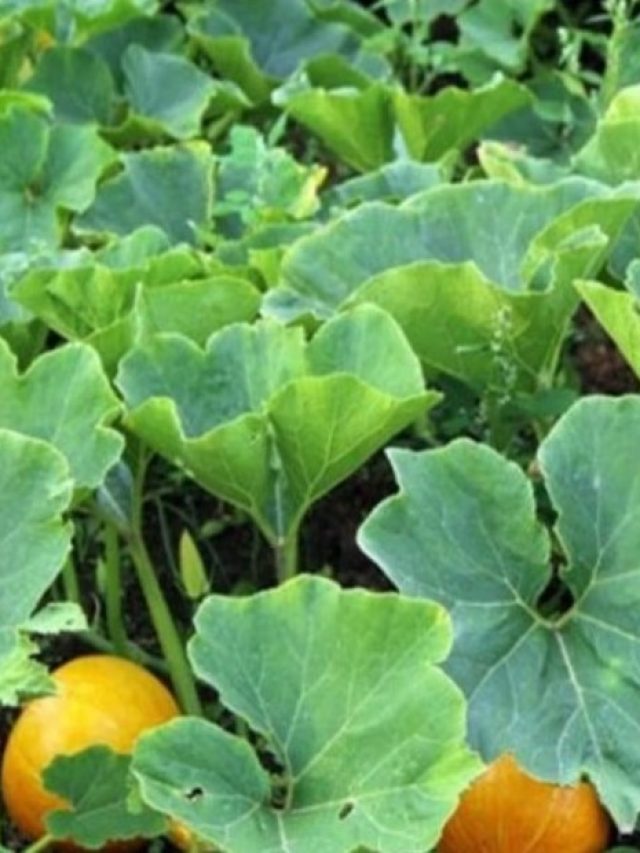 বুড়ো বয়সেও জোয়ানদের মতো স্ট্যামিনা, মাছ-মাংস ছাড়াও পাতে থাক ১০ টাকার এই শাক