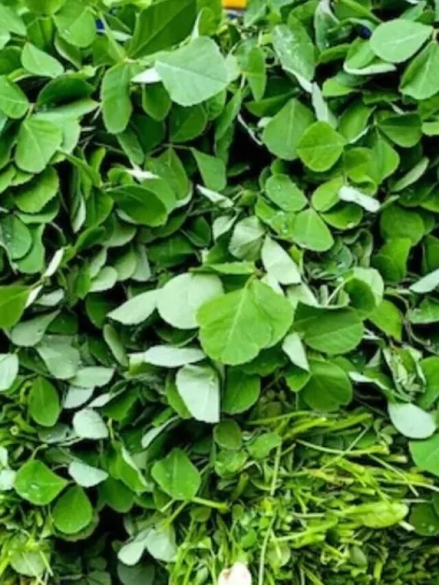 শরীর থেকে 'গেট আউট' হবে খারাপ কোলেস্টেল,পাতে থাক শীতের চেনা এই পাতা