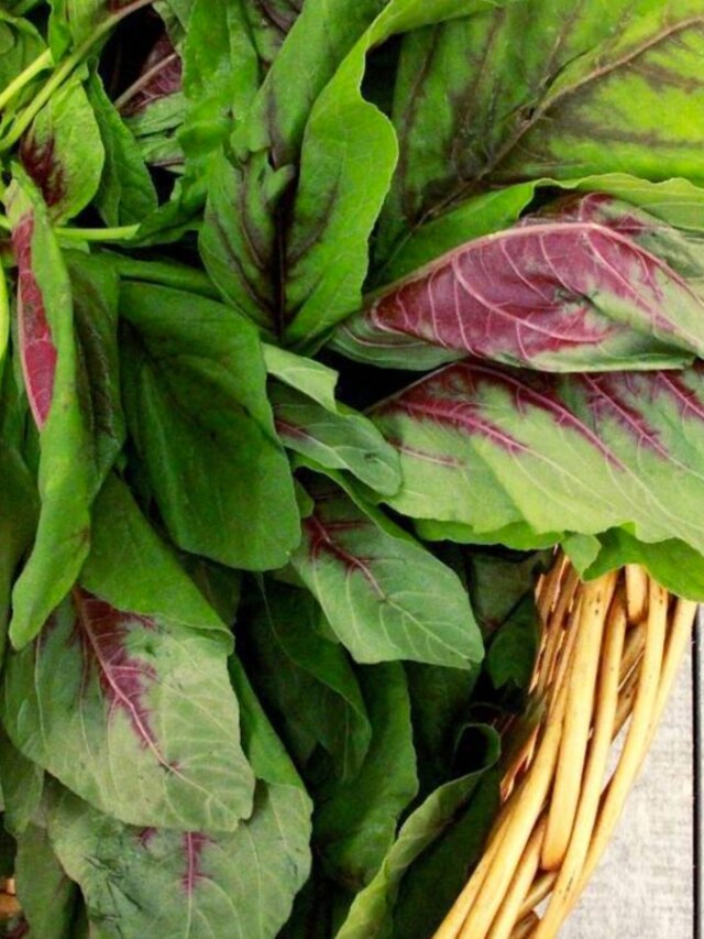 কোলেস্টেরল করবে না বাড়াবাড়ি, গ্রামবাংলার এই শাক খেলে থাকবেন চাঙ্গা