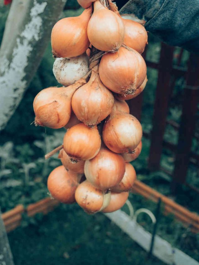 বাড়িতে প্লাস্টিকের কন্টেনারে করুন পেঁয়াজ চাষ, খুব সহজ পদ্ধতি