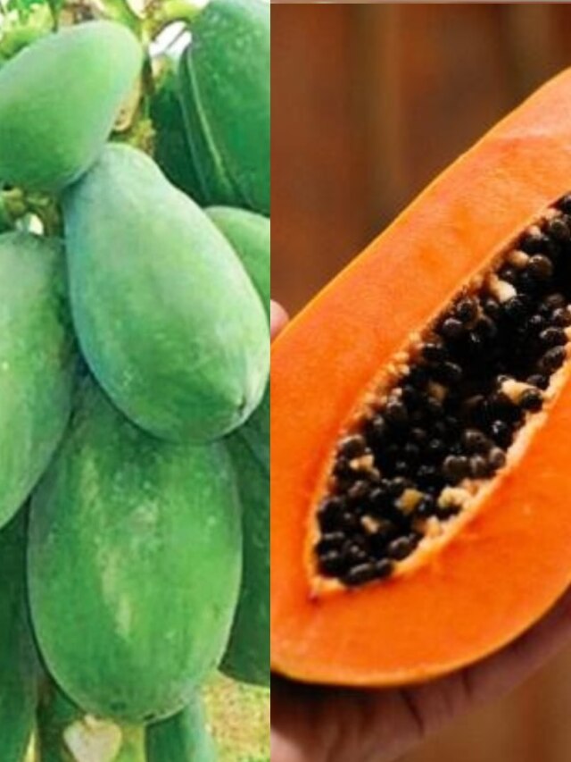 পাকা না কাঁচা, অম্বল দূরে রাখতে কোন পেঁপে খাওয়া বেশি উপকারী?