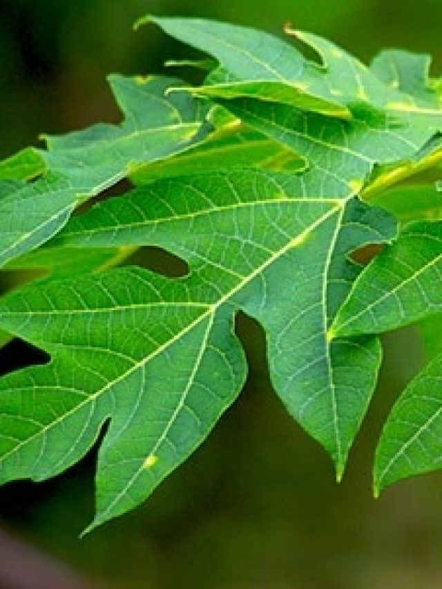 বিনা পয়সায় পাওয়া যায় এই পাতা, খেলেই ৭০ বছর বয়সেও থাকবেন ইয়াং