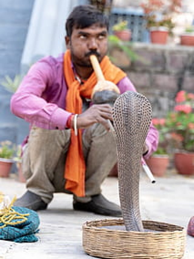 সাপ কি সত্যিই বিনের তালে তালে নাচে? সত্যিটা জানুন