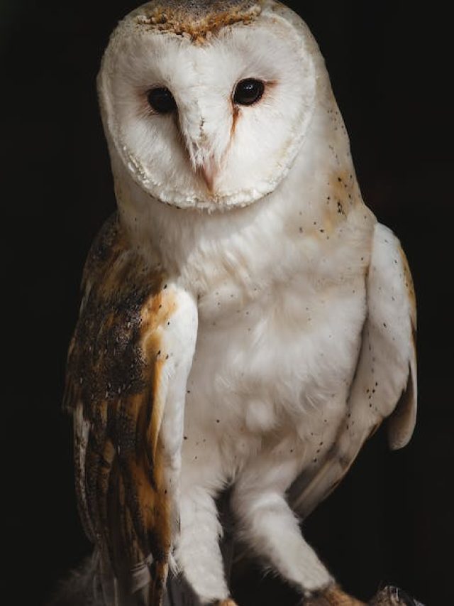 পেঁচা বানাতে পারে আপনাকে কোটিপতি, বাড়ির এদিকে রেখেই দেখুন