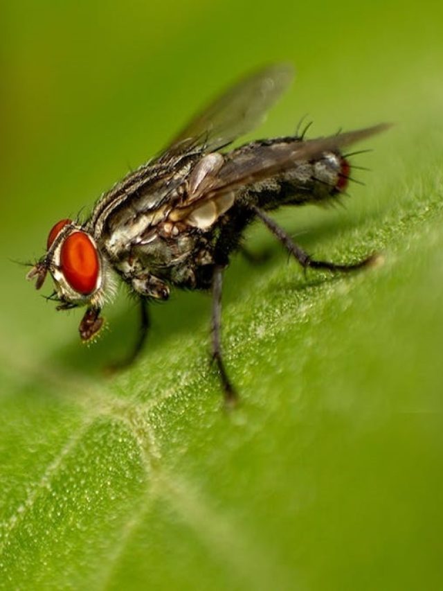 খাবারের চারিপাশে সারাক্ষণ ভোঁ ভোঁ করছে মাছি? এই টোটকায় তাড়ান