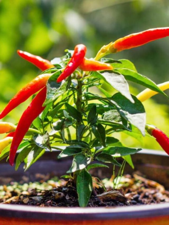 দই গুলে এভাবে দিন, টবের ছোট লঙ্কা গাছেও হবে বাম্পার ফলন