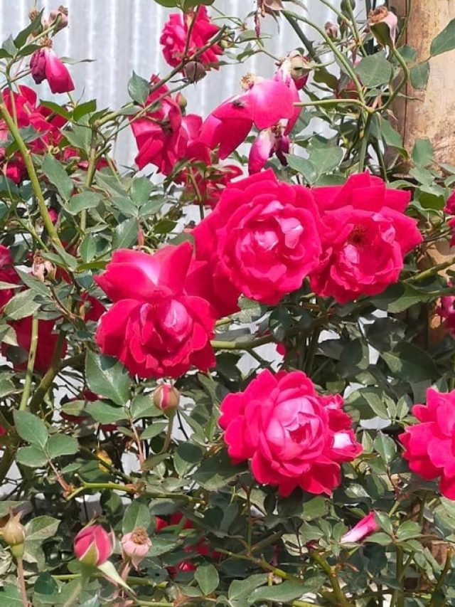 গোলাপ গাছ বাঁচে না? রইল মালীর টিপস