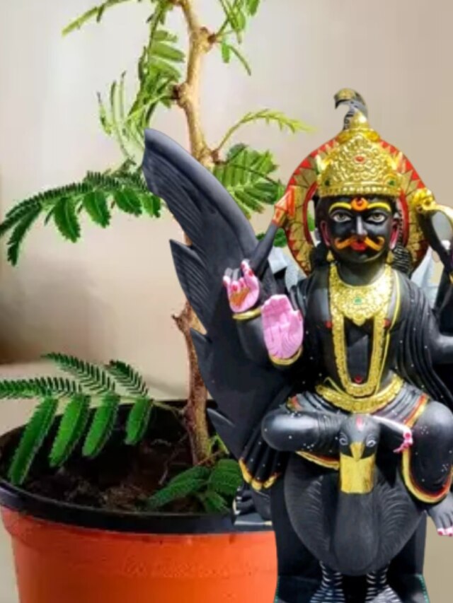 এভাবে বাড়ির টবে লাগান এই গাছ, শনির কৃপায় কাটবে বাধা