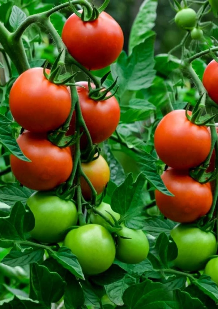 vegetables-that-originated-outside-india
