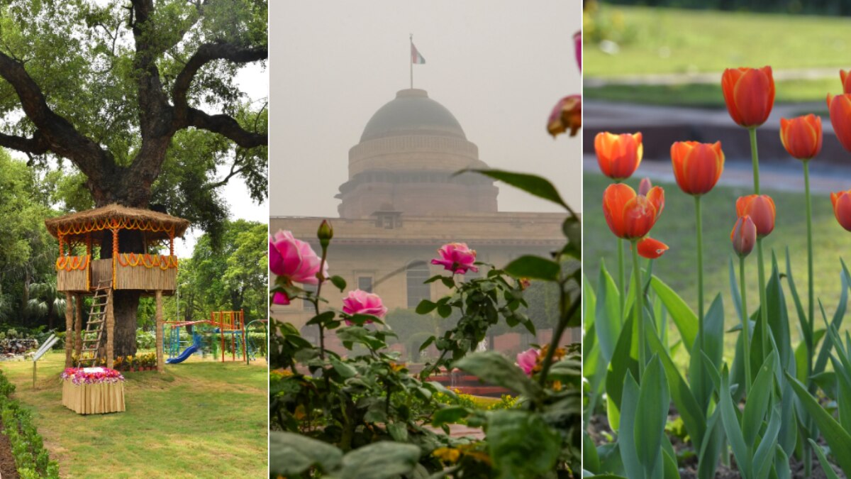 225 साल पुराना शीशम, शानदार ट्यूलिप गार्डन...अमृत उद्यान में इस बार ये चीजें खास
