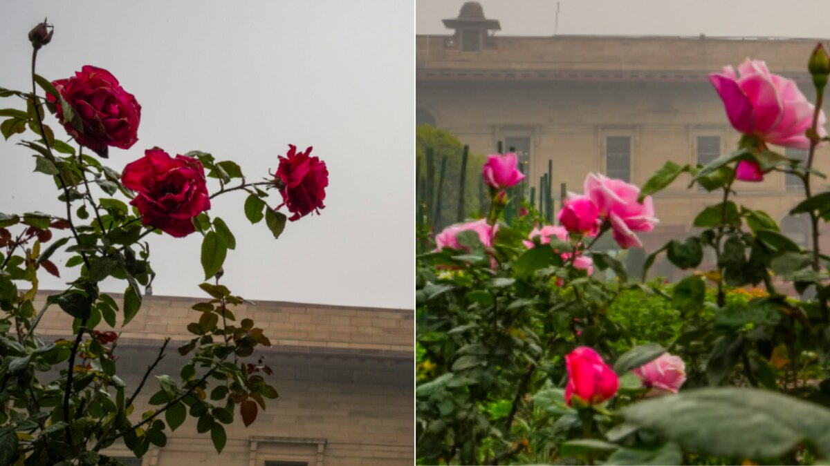 हर रंग के गुलाब और फूलों की खुशबू, फ्री में यहां सेलिब्रेट करें रोज डे