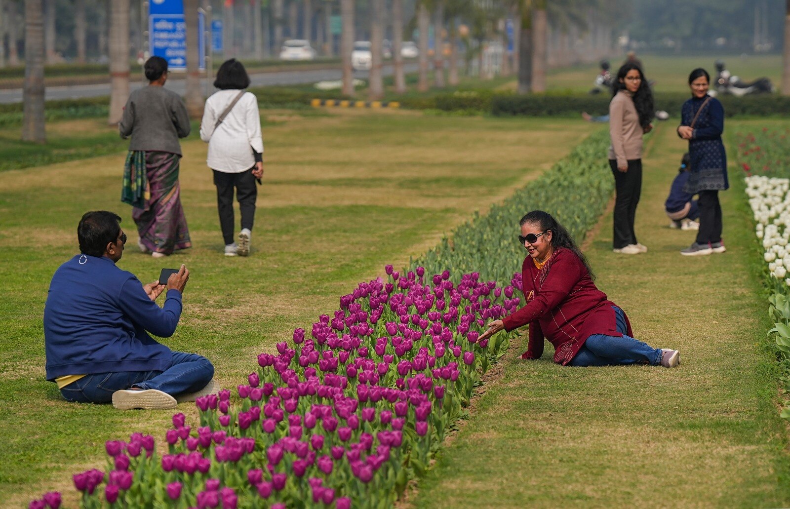 दिल्ली में ट्यूलिप की बहार, नीदरलैंड से आए फूल, जानें देखने का समय