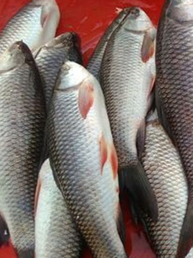 মাছ ফ্রেশ কিনা কীভাবে বুঝবেন? রইল মাছ বিক্রেতার টিপস