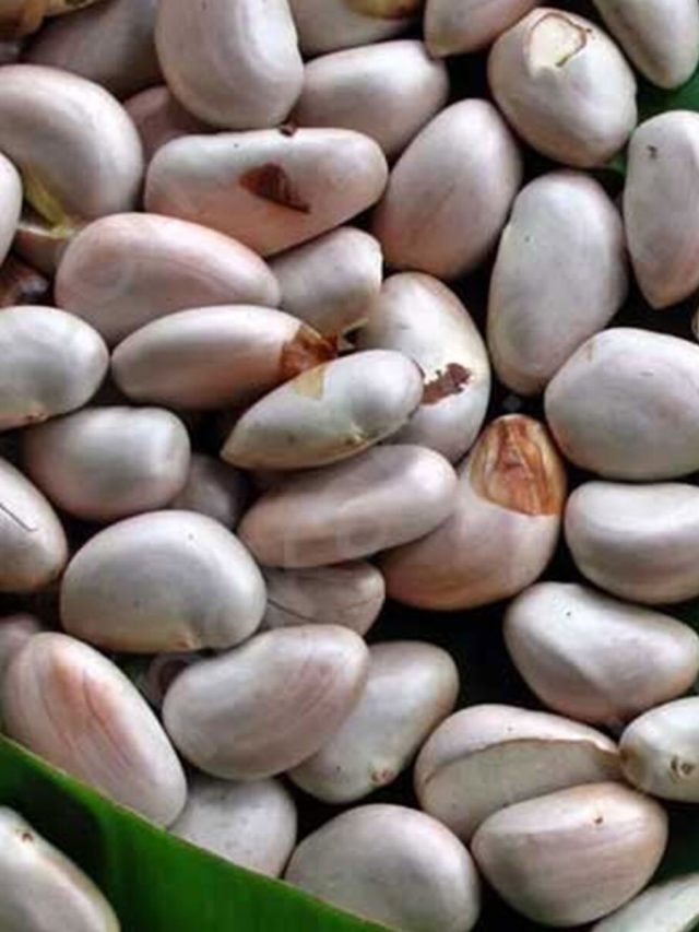 যুবতীদের এই অনীহা দূর করে কাঁঠালের বীজ