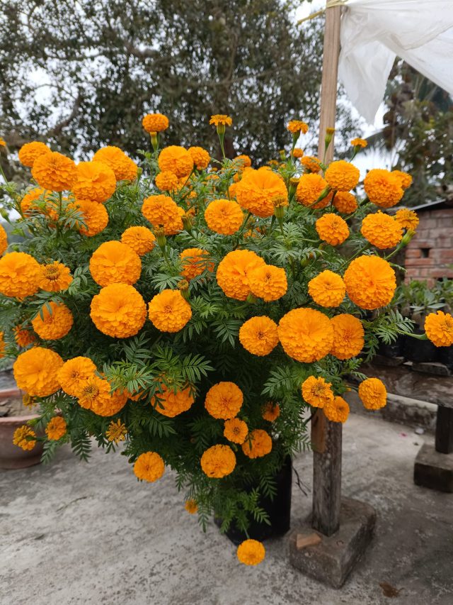 শুকনো ফুল ফেলছেন কেন? ওটা থেকেই তো হবে নতুন গাঁদা গাছ