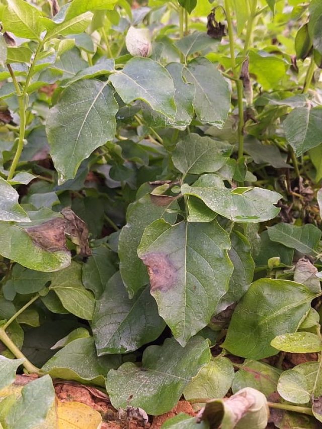 জমিতে নাবি ধসা লেগেছে? আলু বাঁচাতে যা যা করবেন জানুন