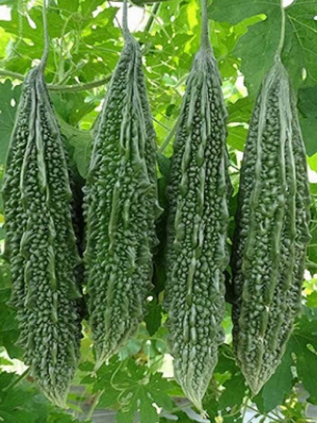 বাড়িতে করলা গাছ কেন রাখা উচিত নয়?  জেনে নিন বাস্তুশাস্ত্র কী বলে