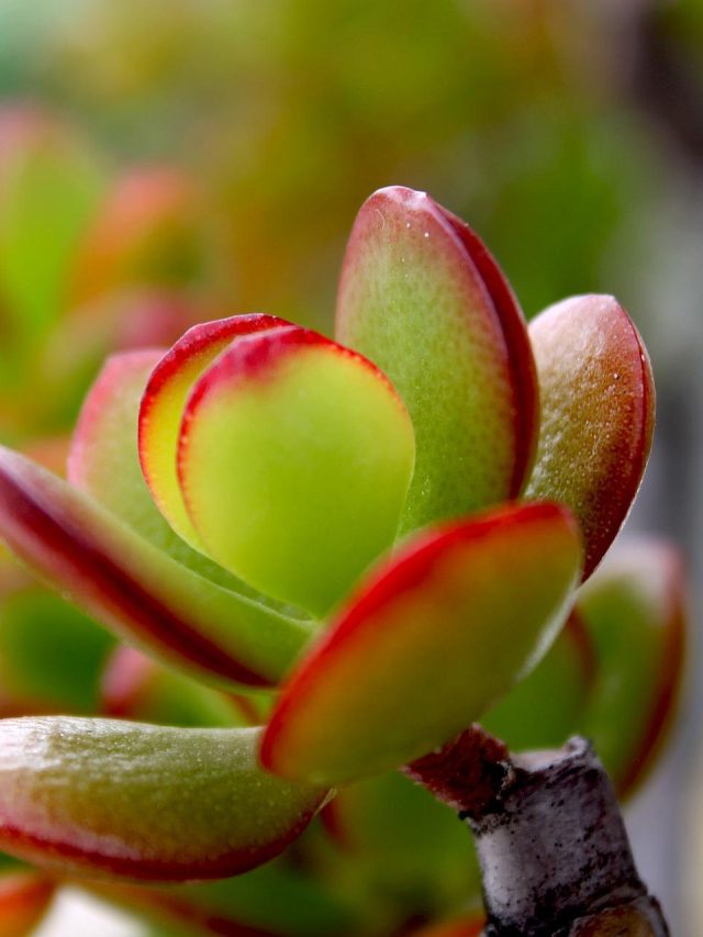 মানি প্ল্যান্ট নয়, এই গাছে আসে কোটি টাকা; কোথায়-কীভাবে রাখবেন?