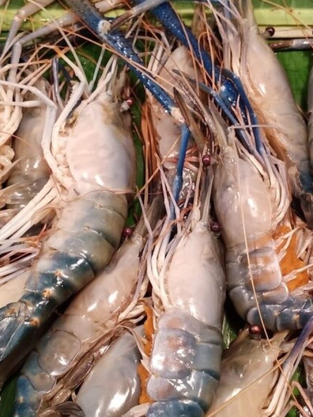 চিংড়ি টাটকা বুঝবেন কী করে? মাছওয়ালার টিপস