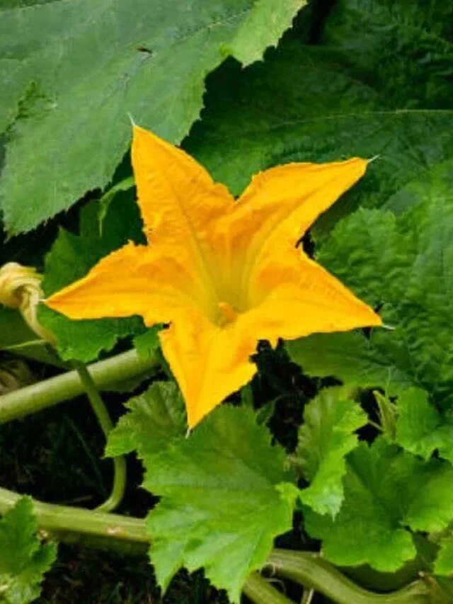 যৌবন ফুটবে-বুড়ো হলেও থাকবে গায়ের জোর, শুধু খান এই ফুলের বড়া