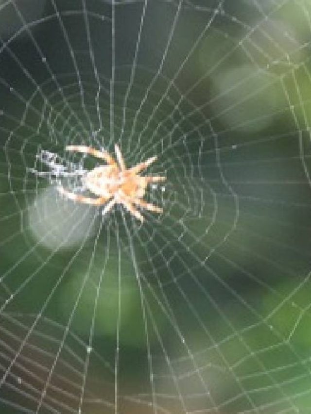 ঘরে মাকড়সার জাল আছে? জীবনে কী ঘটতে পারে জানেন