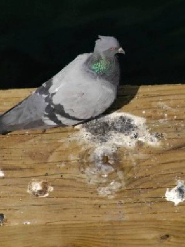 পাখির পায়খানা দিয়েই বড়লোক হবেন, কী  ভাবে? সিক্রেট রইল