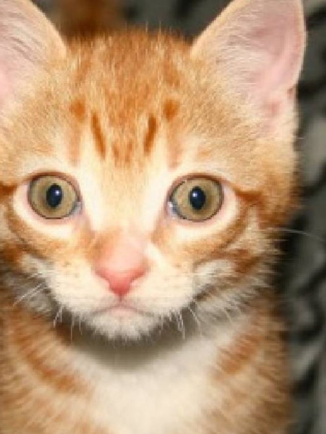 বিড়াল কি সত্যিই বাঘের মাসি? আসল কারণ জানলে অবাক হবেন