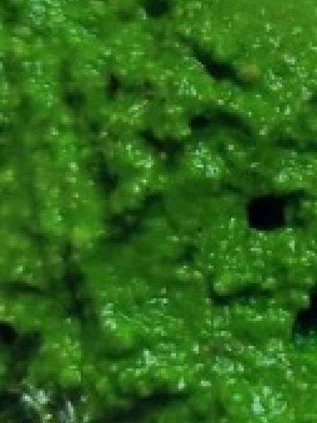 যৌবন পাগলু ডান্স করবে, এই শাকের ফেসপ্যাক লাগালেই বয়স কমবে