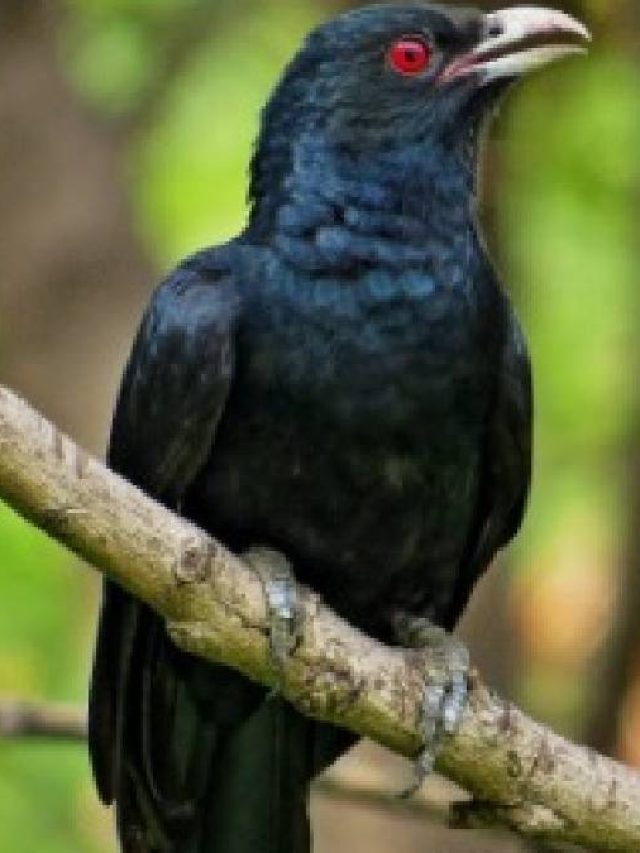 বসন্তেই কেন কোকিল ডাকে? গোপন কথাটি জানলে চোখ কপালে উঠবে