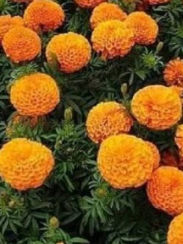 গাঁদা ফুল দিয়ে এই কাজ করলেই ঘরে উপচে পড়বে টাকা