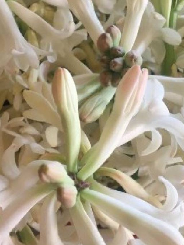 দ্বিগুণ টাকা আসবে, বাড়ির এই দিকে  লাগান রজনীগন্ধা