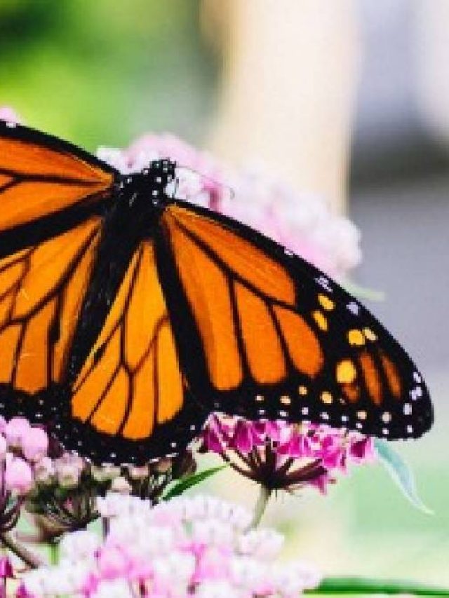 ঘরে হঠাৎ প্রজাপতি ঢুকে পড়ে? কী ঘটবে জানেন