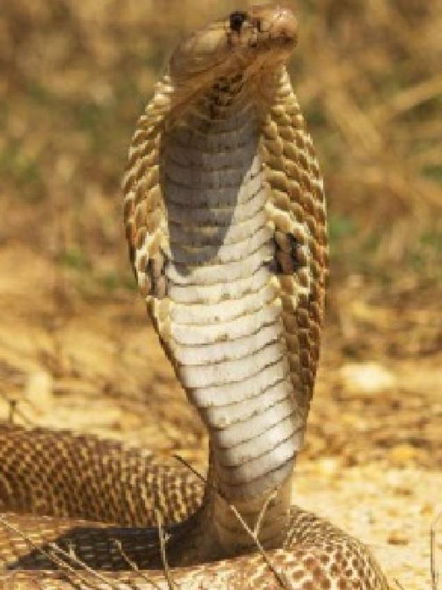 সাপ বিষধর না নির্বিষ? এই লক্ষণ দেখে সহজেই বুঝুন