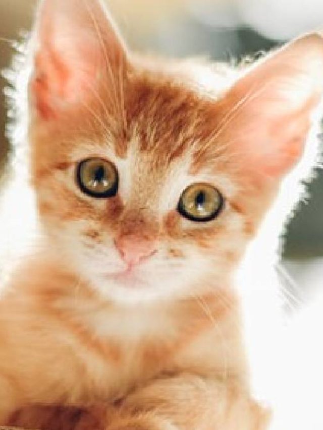 বাড়িতে বিড়াল বাচ্চা জন্ম দিলে কী হয়? জানলে চমকে যাবেন