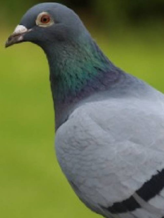 বাড়িতে পায়রা বসা কি শুভ? ঘরে বাসা বাঁধলে কী হয় জানেন