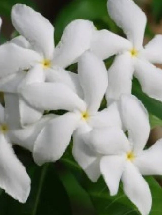 বাড়ির টবে টগর ফুল হবে ঝাঁকে ঝাঁকে,  দিতে হবে এই জিনিস