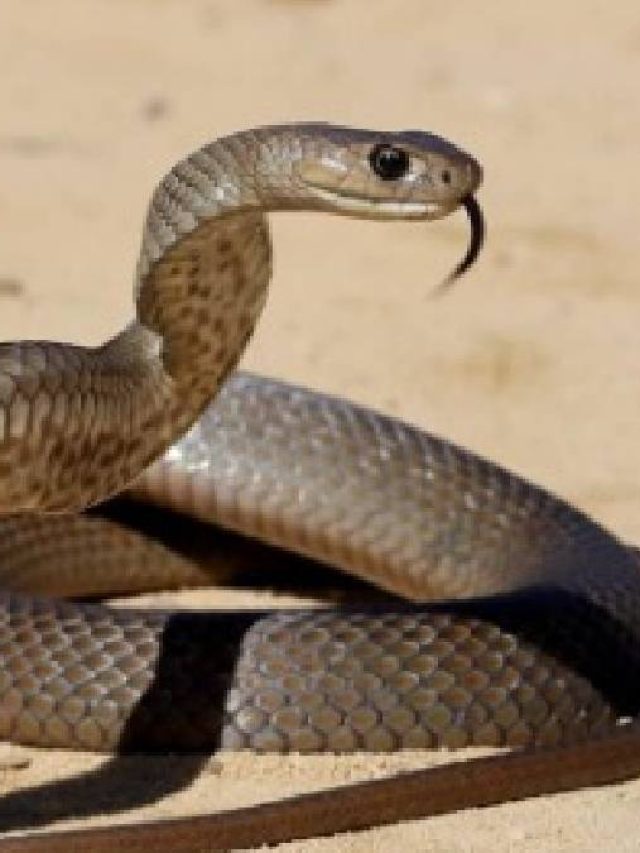 স্বপ্নে  সাপকে দেখেন? কী ঘটতে পারে  জেনে নিন