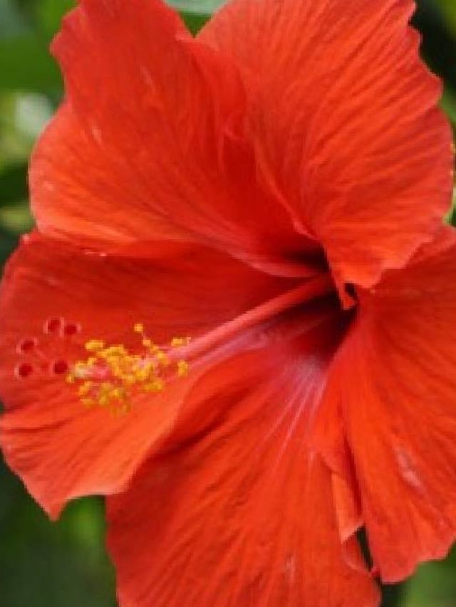 জবা ফুল দিয়ে এই কাজ করলেই টাকা আসবে, জানুন