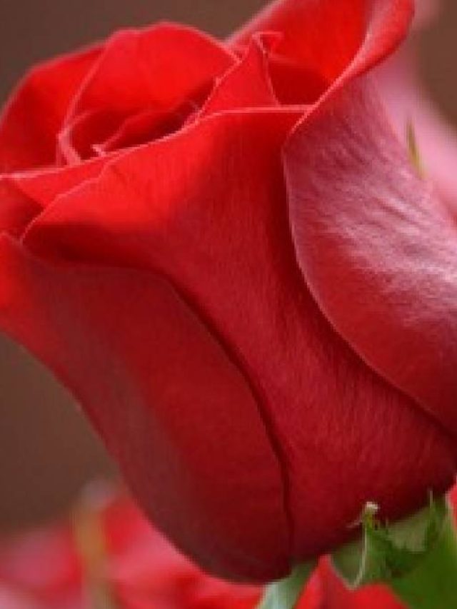 শুধু প্রেম নয়, লাল গোলাপ দিয়ে এই  কাজ করলে টাকাও আসবে