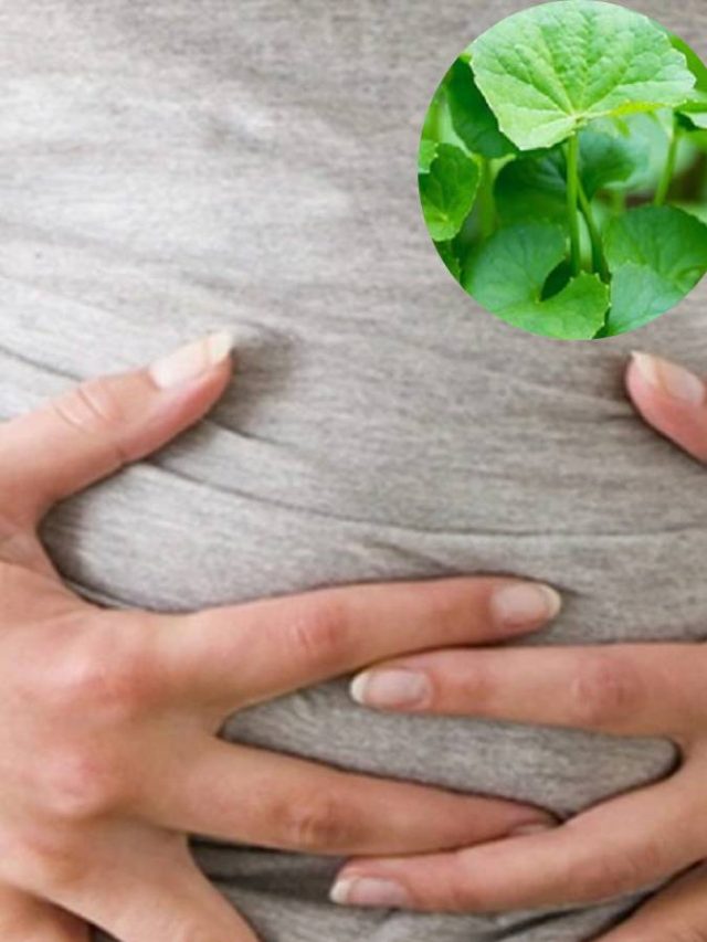 শুধু পেটের সমস্যা নয়, এই সাধারণ পাতায় মিলবে অনেক গুণ