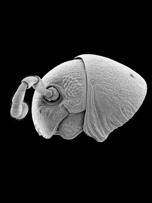 200-legged alien like mysterious creature discovered in jungles of East Africa