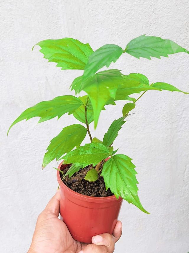 বাড়িতে লাগান এই গাছ, সুখ উপচে পড়বে