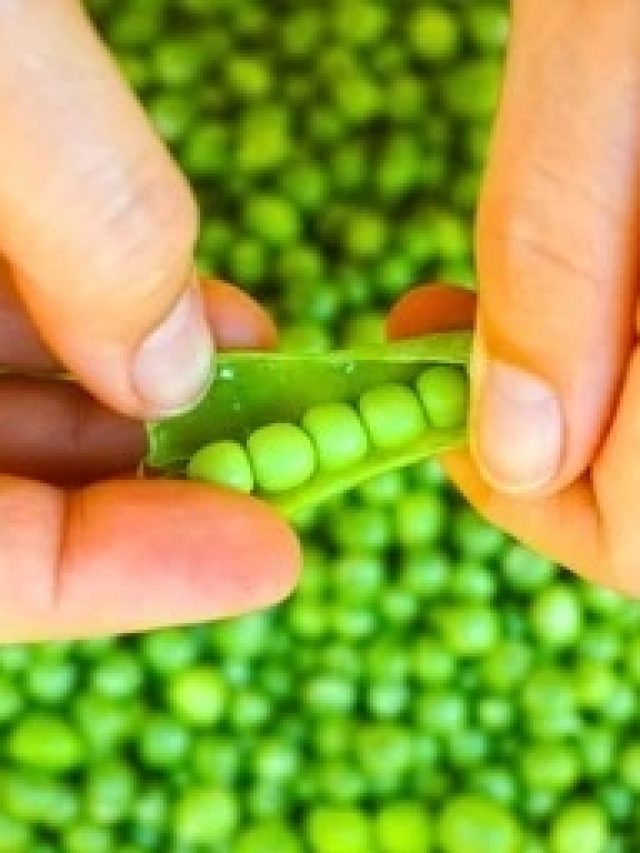 মটরশুঁটির খোসাও খেতে দারুণ, কীভাবে বানাবেন?